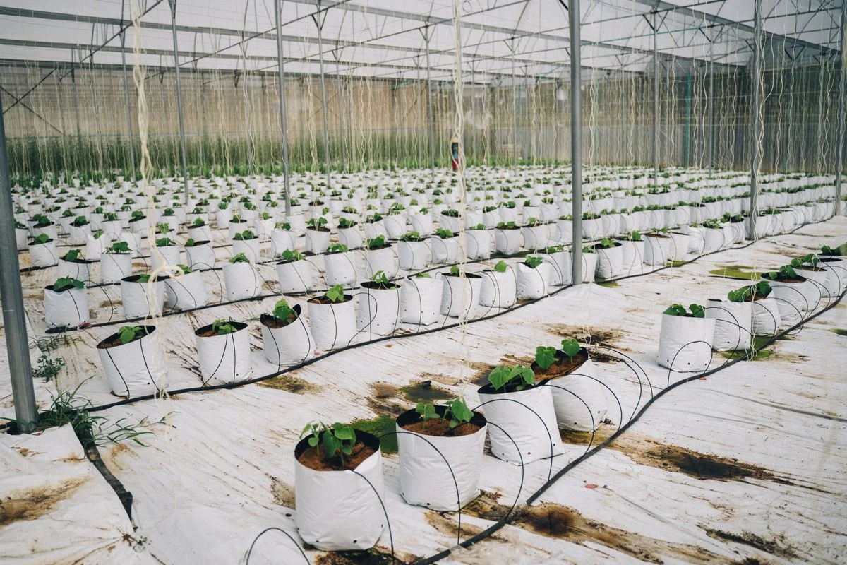Coco Grow Bags